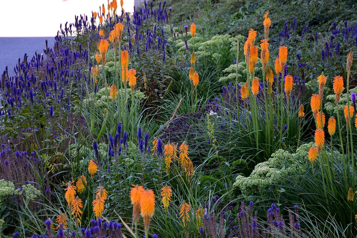 Color Wheel Garden Complementary