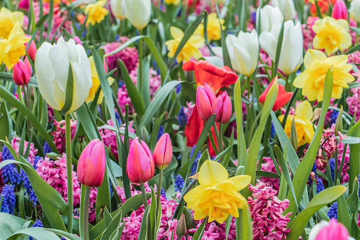 Color Wheel Garden Triad