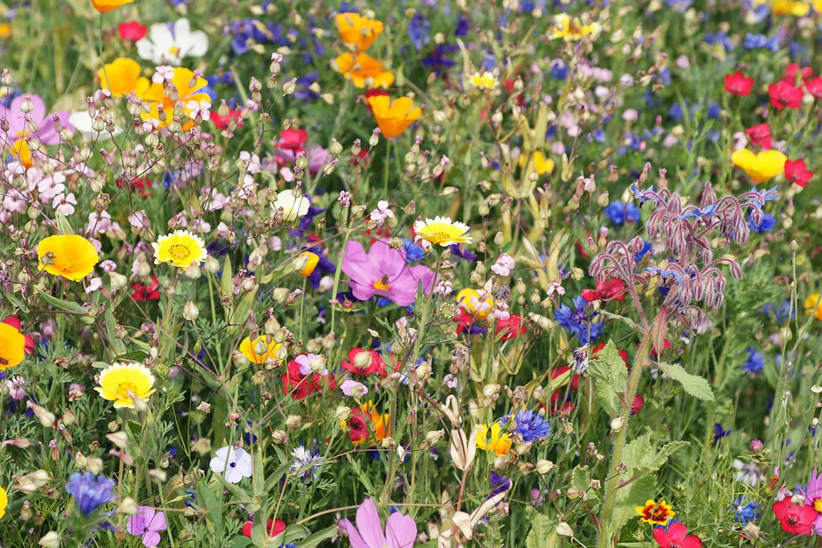 Color Wheel Garden Triad