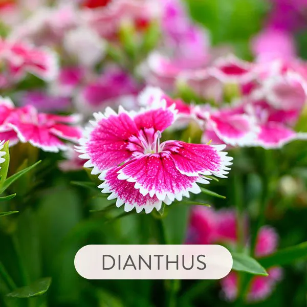 DIANTHUS