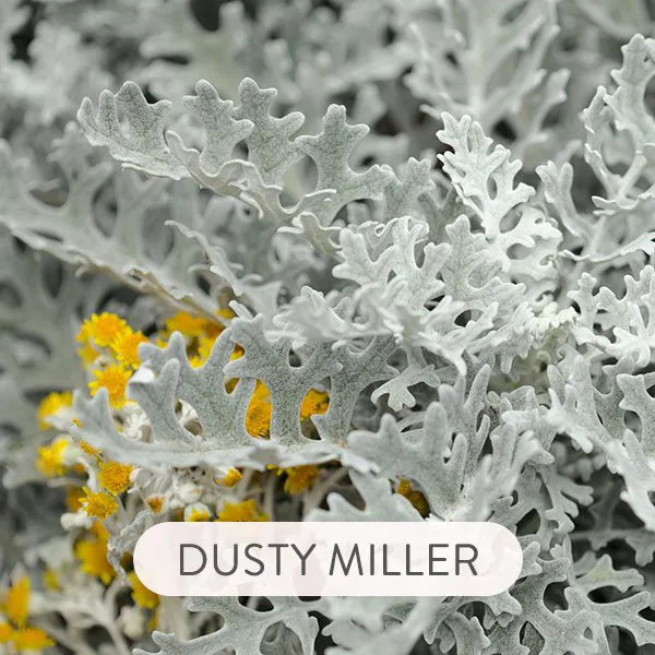 DUSTY MILLER