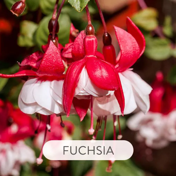 FUCHSIA