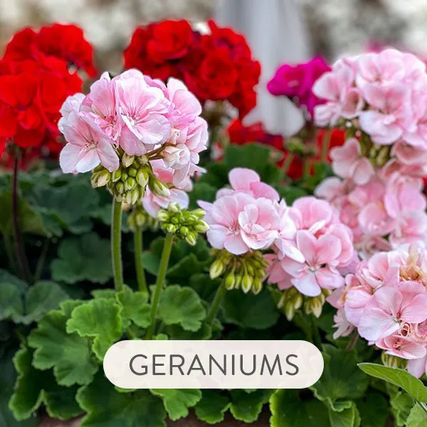 GERANIUMS