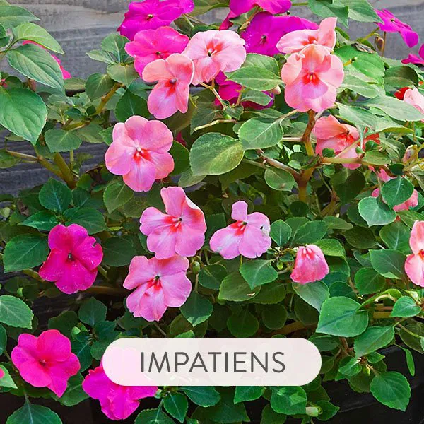 IMPATIENS