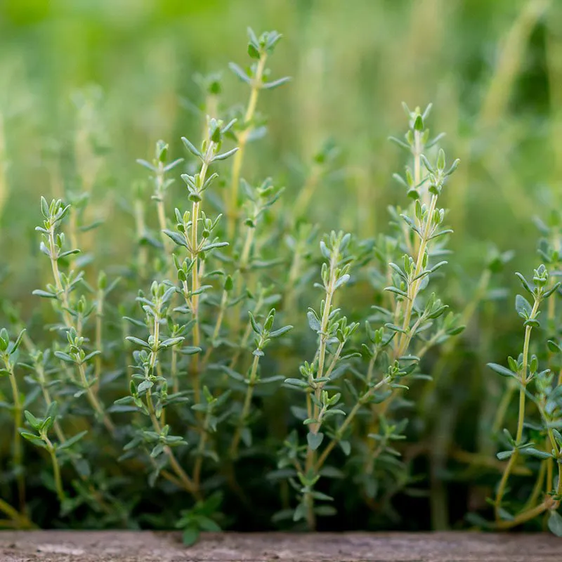 Thyme