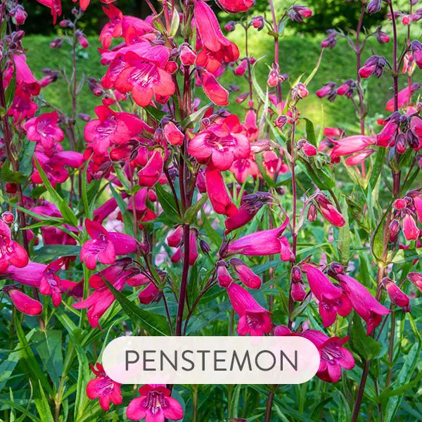 PENSTEMON