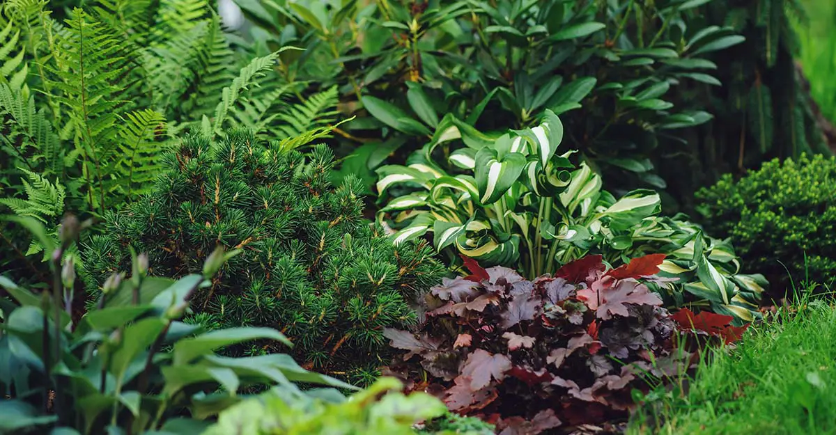 Include plants with foliage and texture interest in your garden.