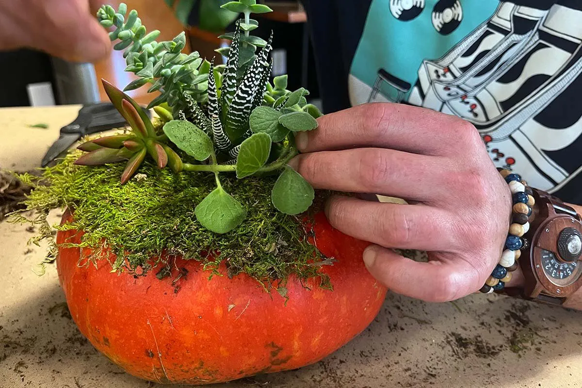 Pumpkin and Succulent Crafts