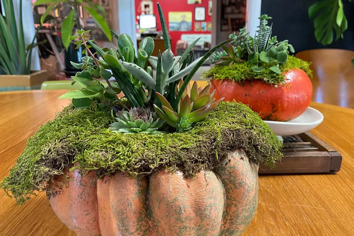 Pumpkin and Succulent Crafts