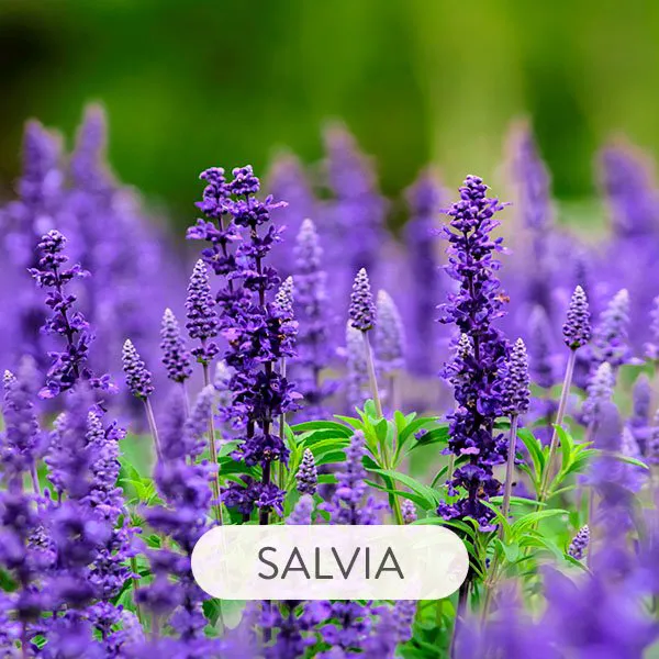 SALVIA