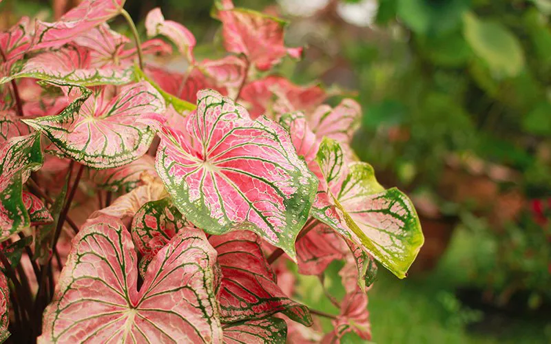 caladiums tropical