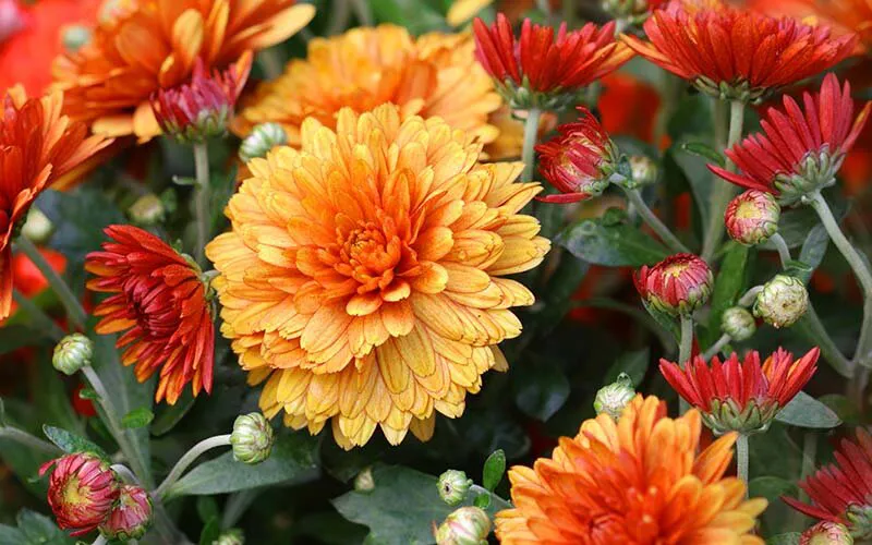 chrysanthemum