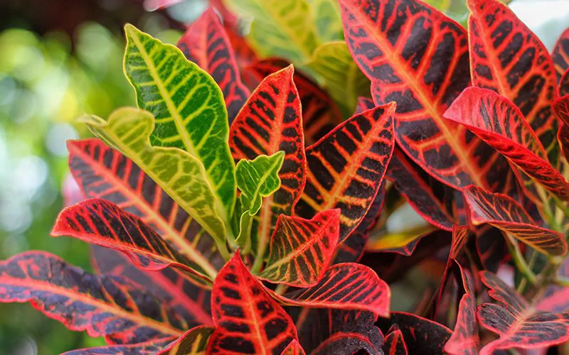 croton tropical