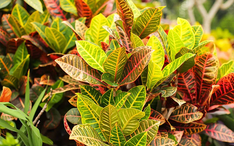 croton