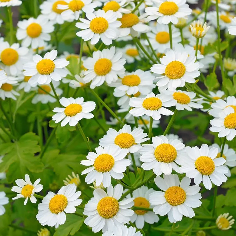 feverfew