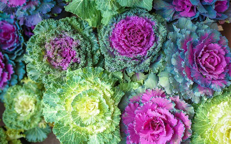 flowering kale