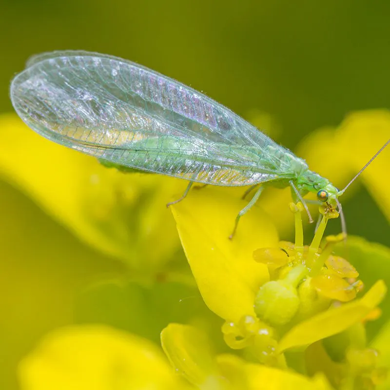 good bugs green lacewing