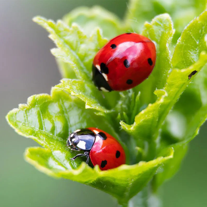 good bugs ladybugs