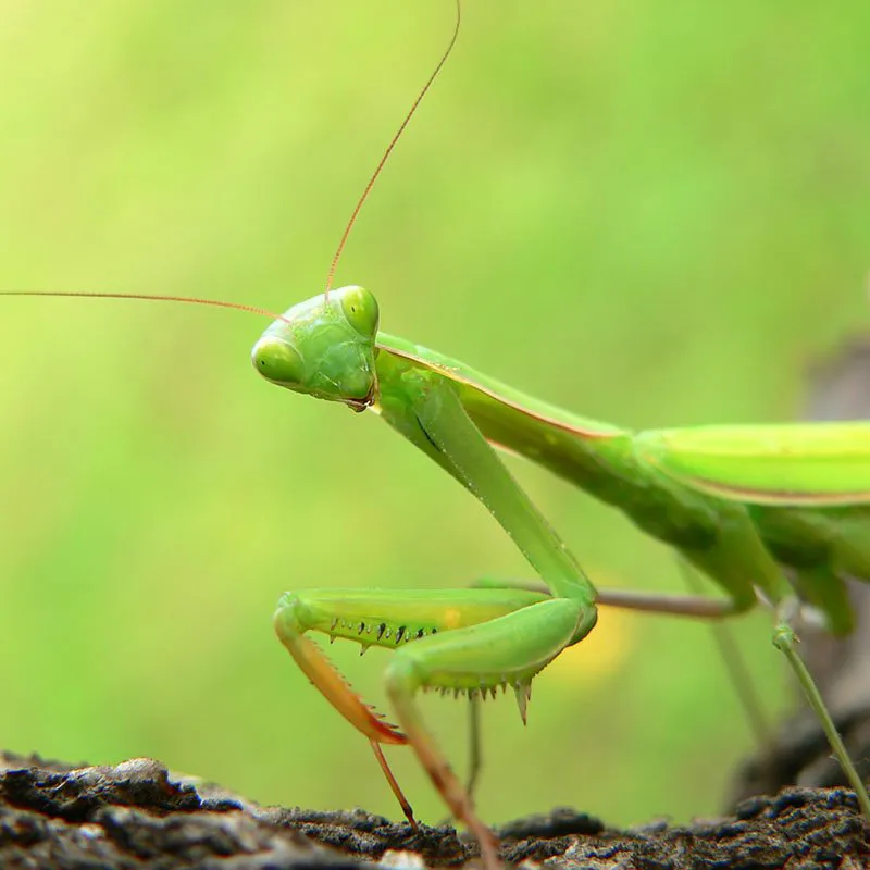 good bugs praying mantis