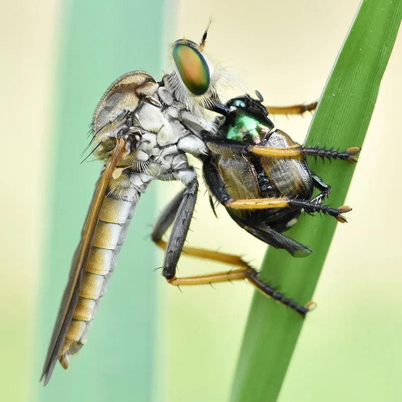 good bugs robber fly