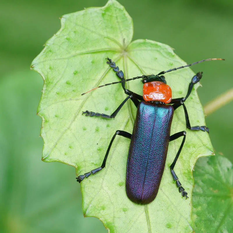 good bugs soldier beetle