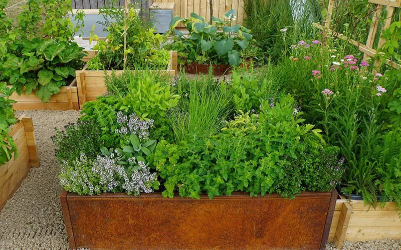 herb garden 1