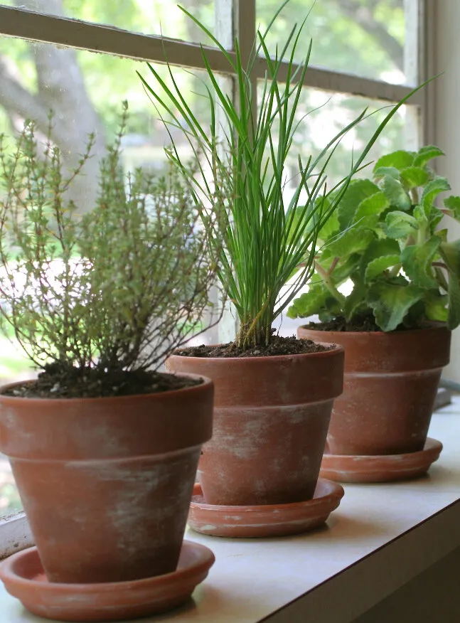 kitchen herb garden 5