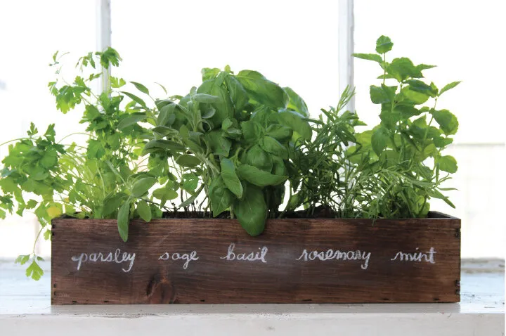 kitchen herb garden 7