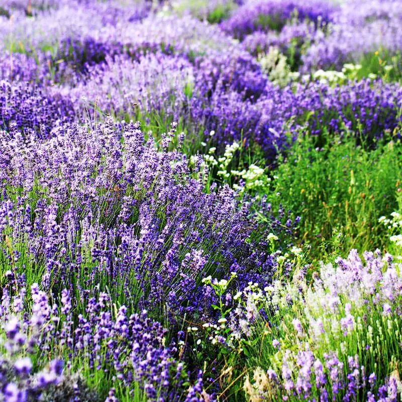 lavendar