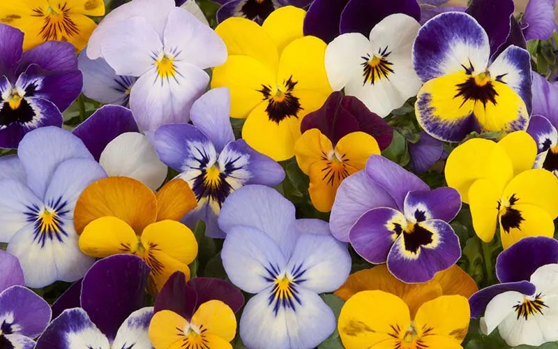 pansies