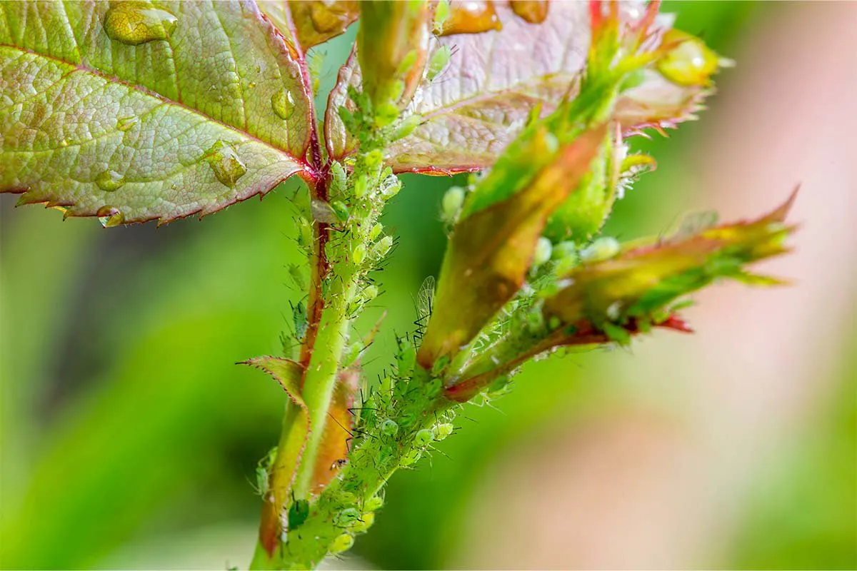 pests aphids