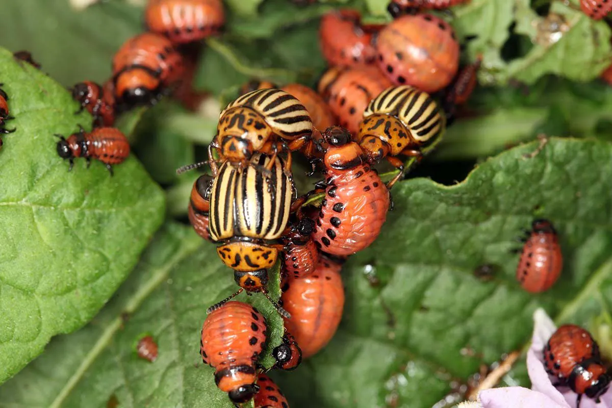 pests colorado potato beetle