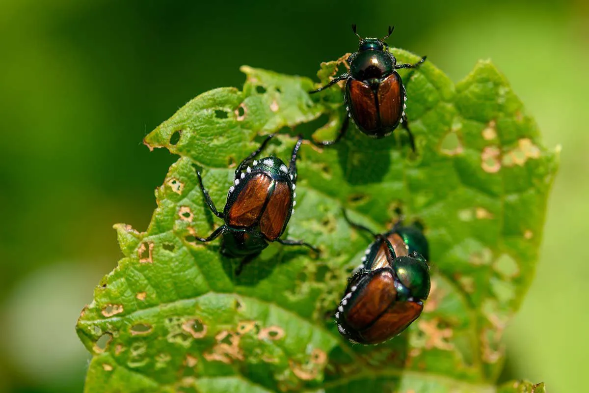 pests japanese beetles