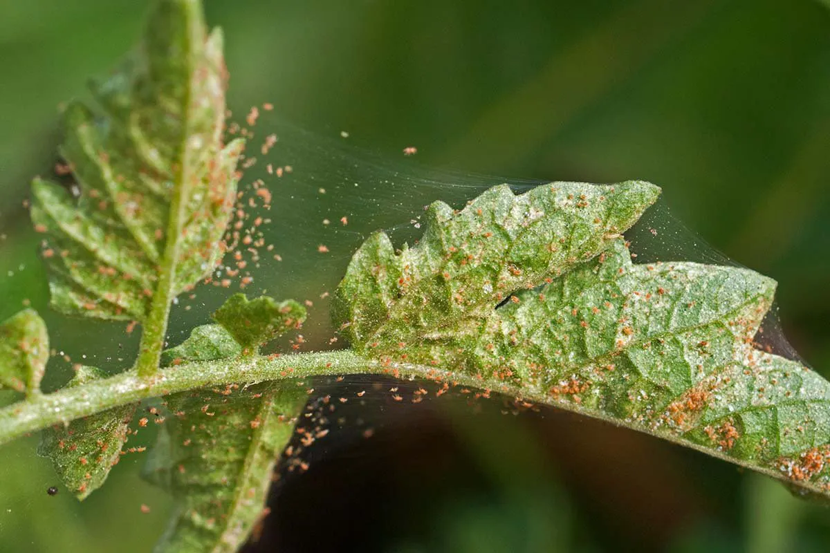 pests spider mites