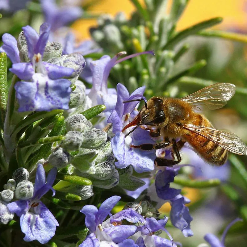 rosemary