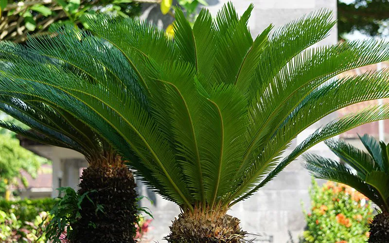 sago palm tropical