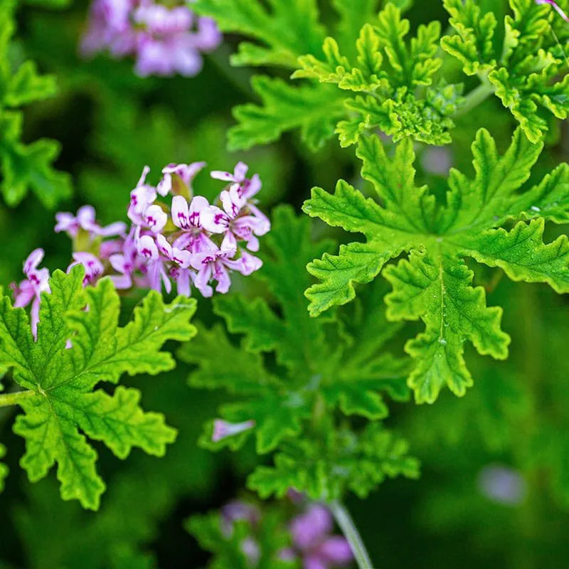 scented geraniums