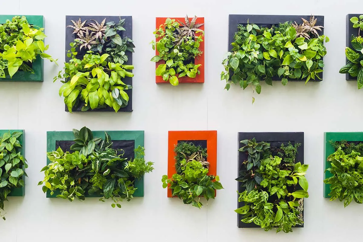 vertical garden 1