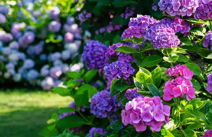 Hydrangea Low Maintenance Shrub