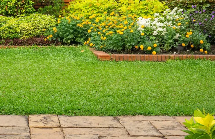 Organic Lawn Care Tips