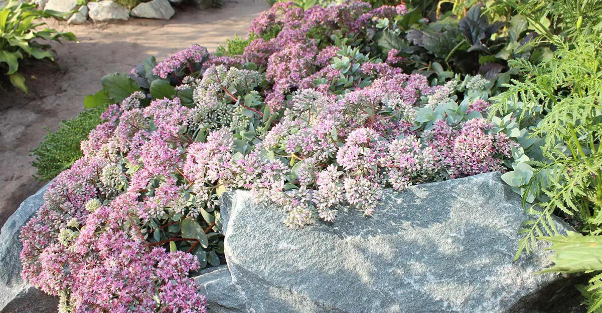 Rock Garden Inspiration