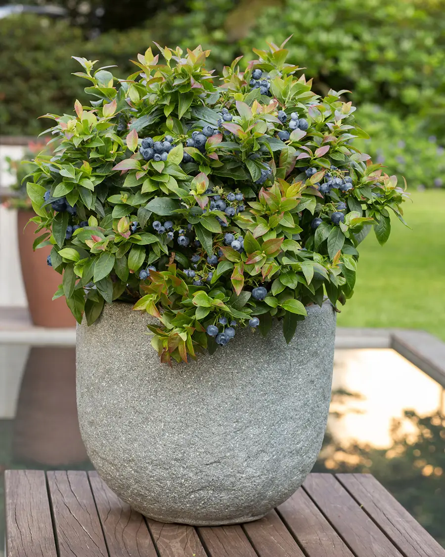 Bushel & Berry blueberry bush in container