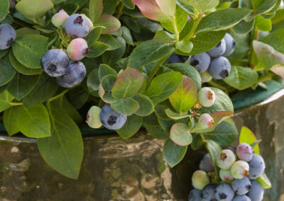 How to Get Berry Good at Raising Healthy Blueberry Bushes