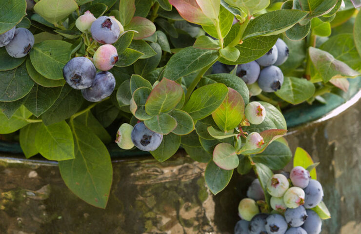 It's easy to grow blueberries!