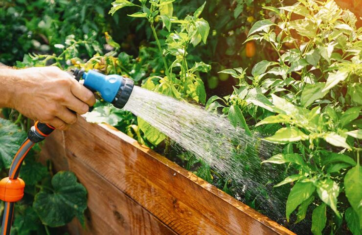 How to Properly Water Your Garden