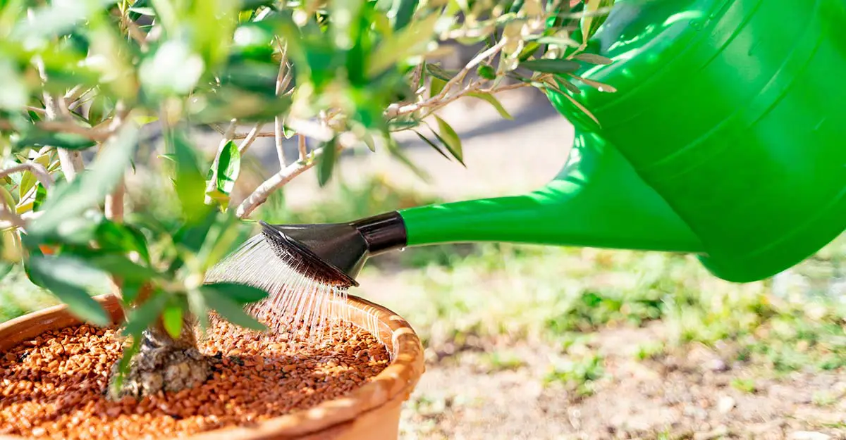 Watering container plant