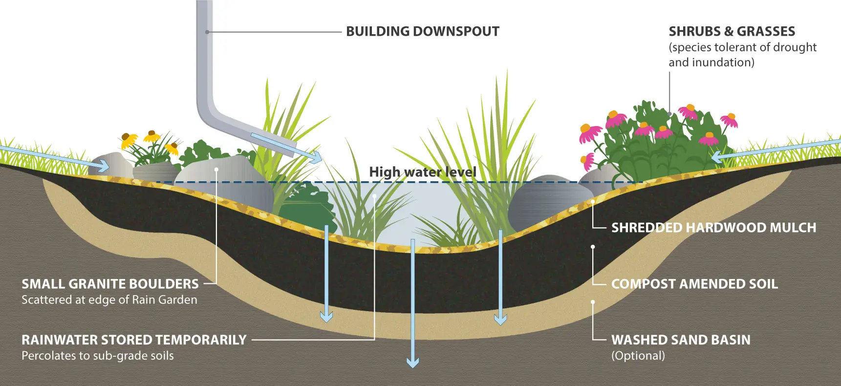 Cross-section diagram of how to plant a downspout rain garden.