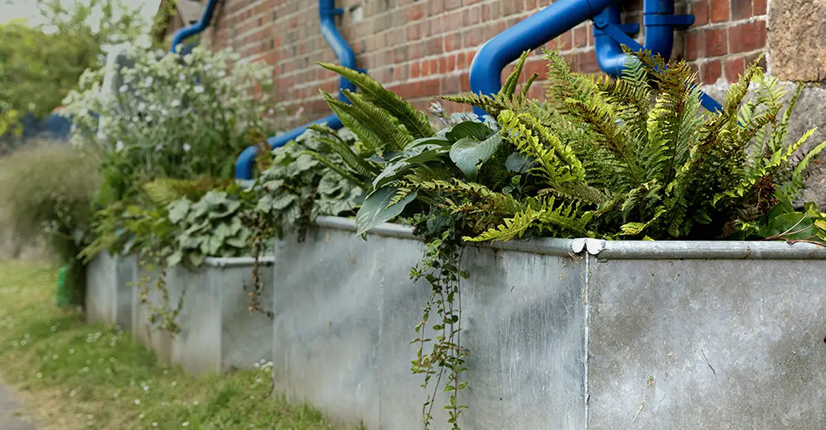 Downspout garden idea with galvanized tubs.