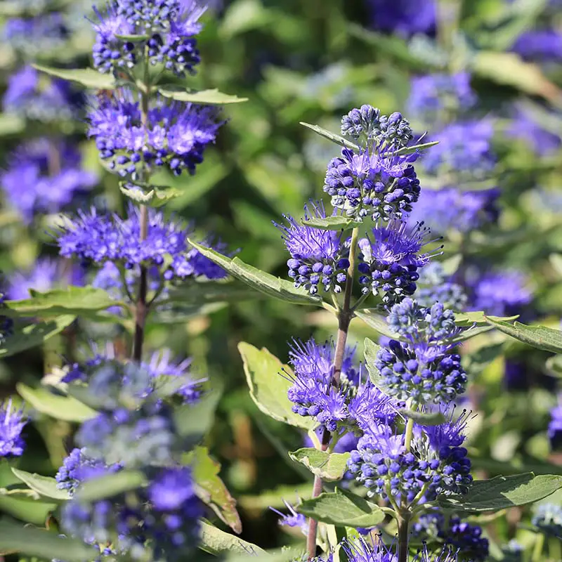 Bluebeard shrub