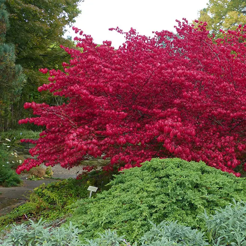 Burning Bush